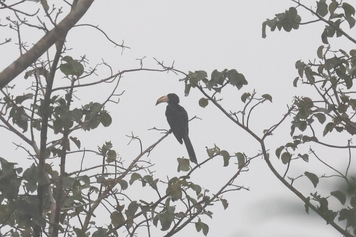 Congo Pied Hornbill - ML638752715