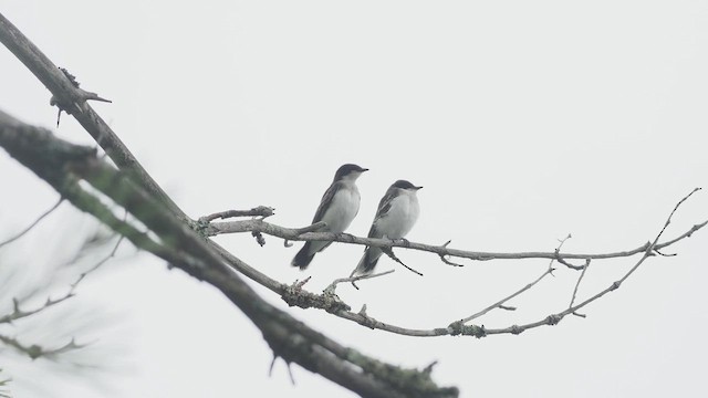 Eastern Kingbird - ML638752717