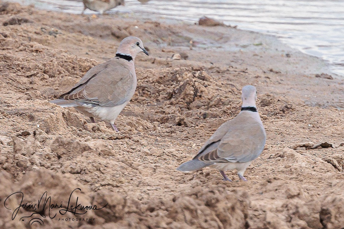 Ring-necked Dove - ML638752726