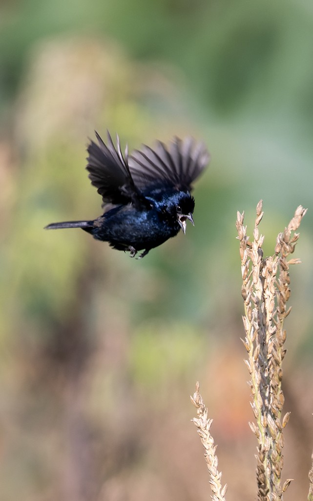 Blue-black Grassquit - ML638752729