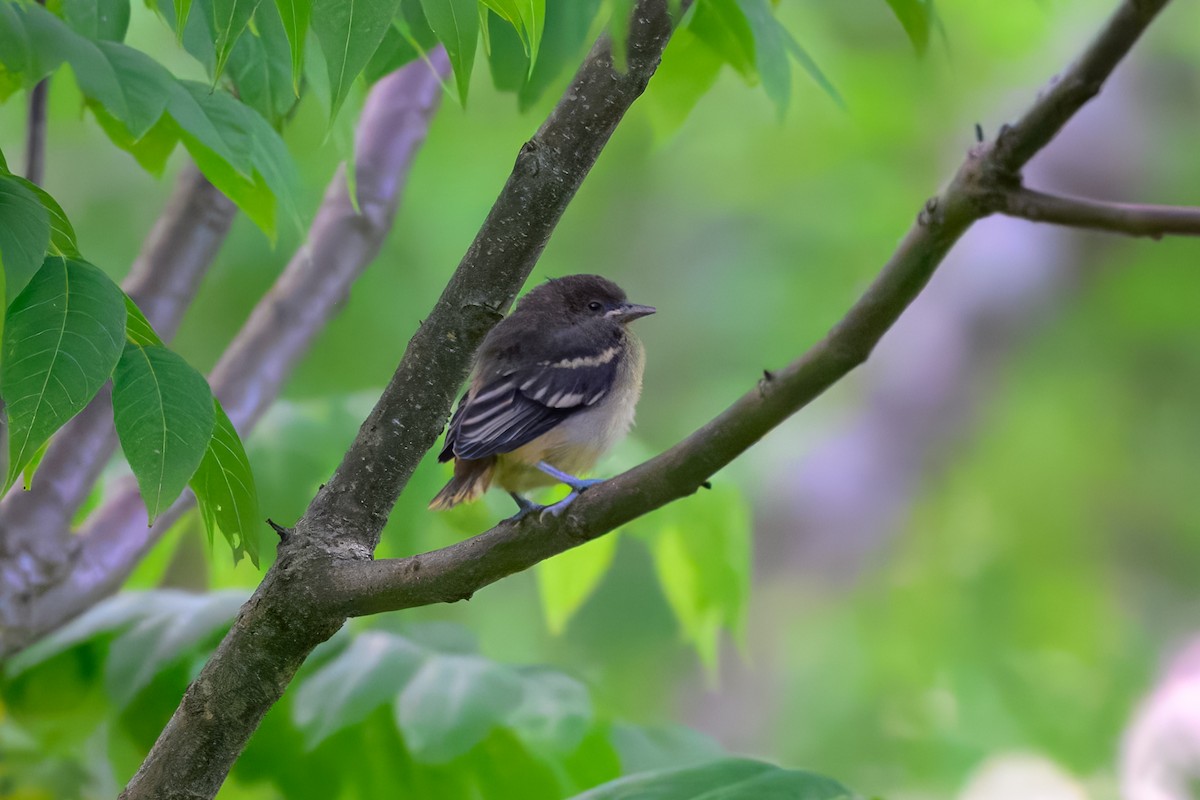 Baltimore Oriole - ML638752732