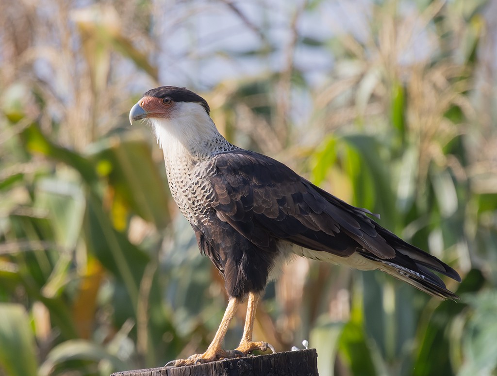 Crested Caracara - ML638752733