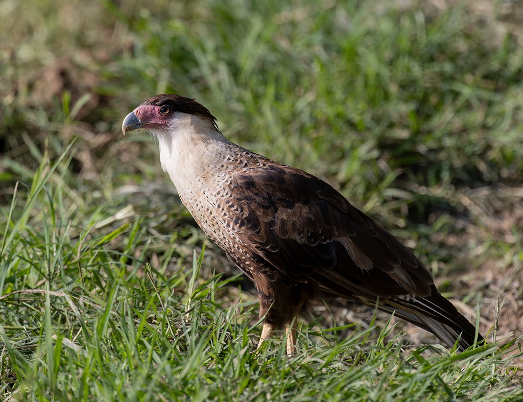 Crested Caracara - ML638752739