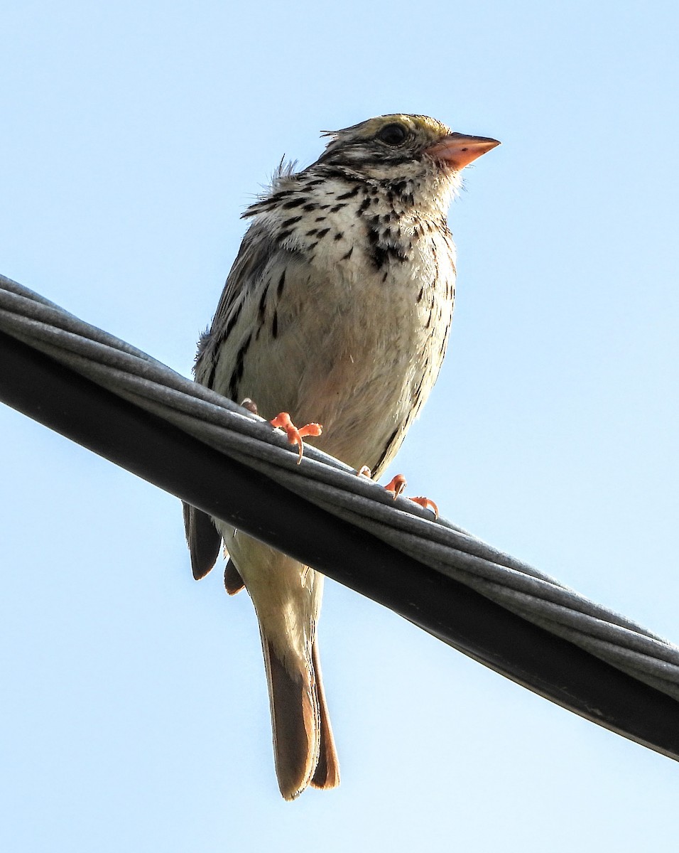 Savannah Sparrow - ML638752746