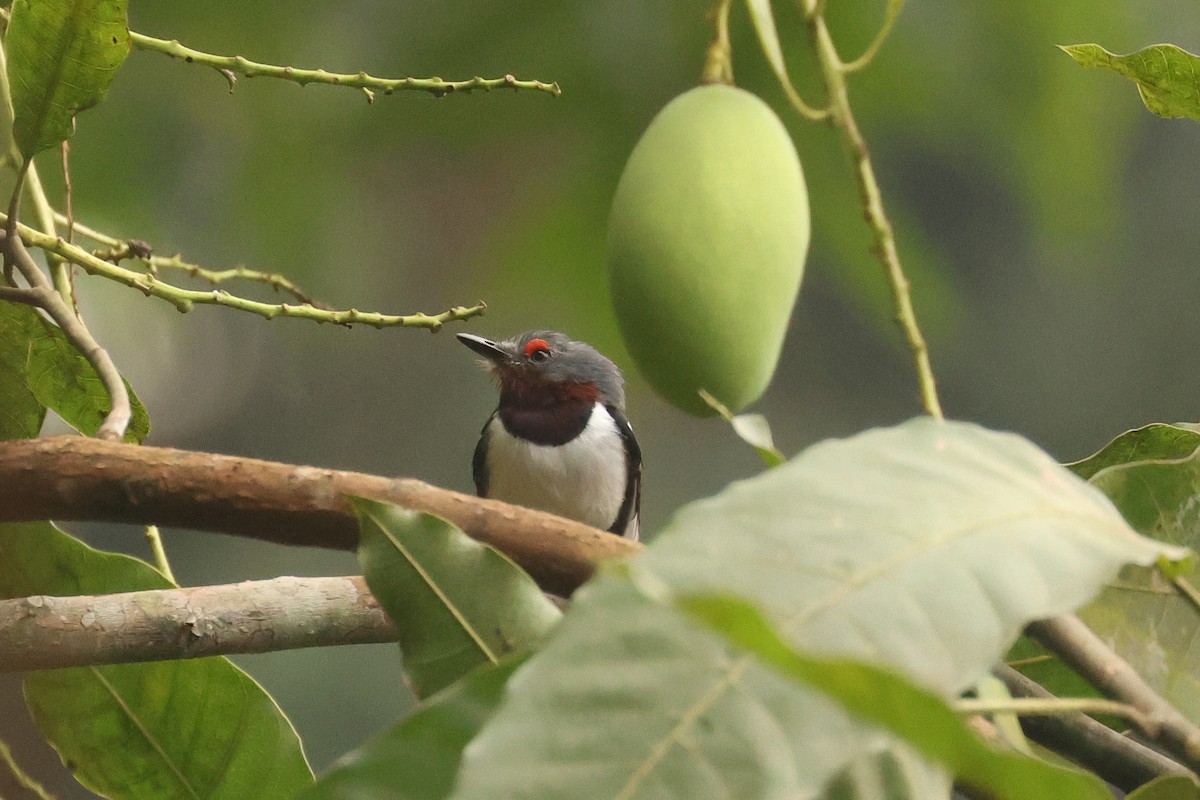 Brown-throated Wattle-eye - ML638752751