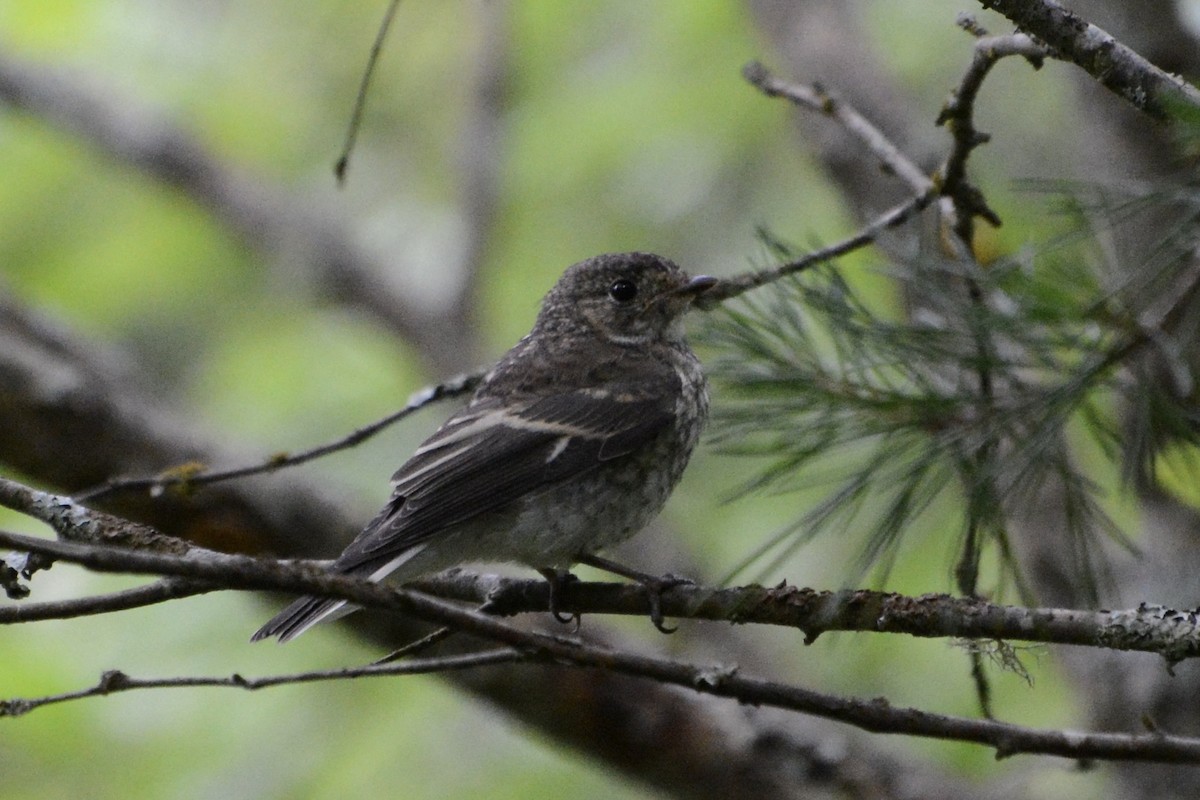 Euli-txori grisa - ML638752761