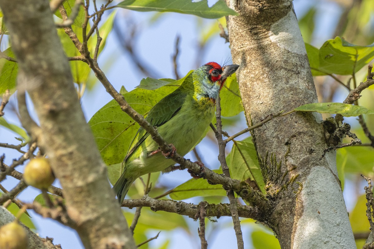 Malabar Barbet - ML638752765