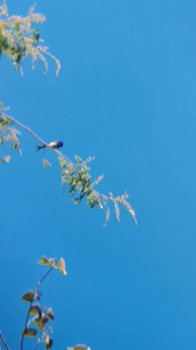 Drongo à ventre blanc - ML638752780