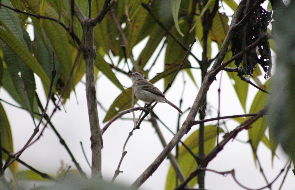 Mouse-colored Tyrannulet (Northern) - ML638752806