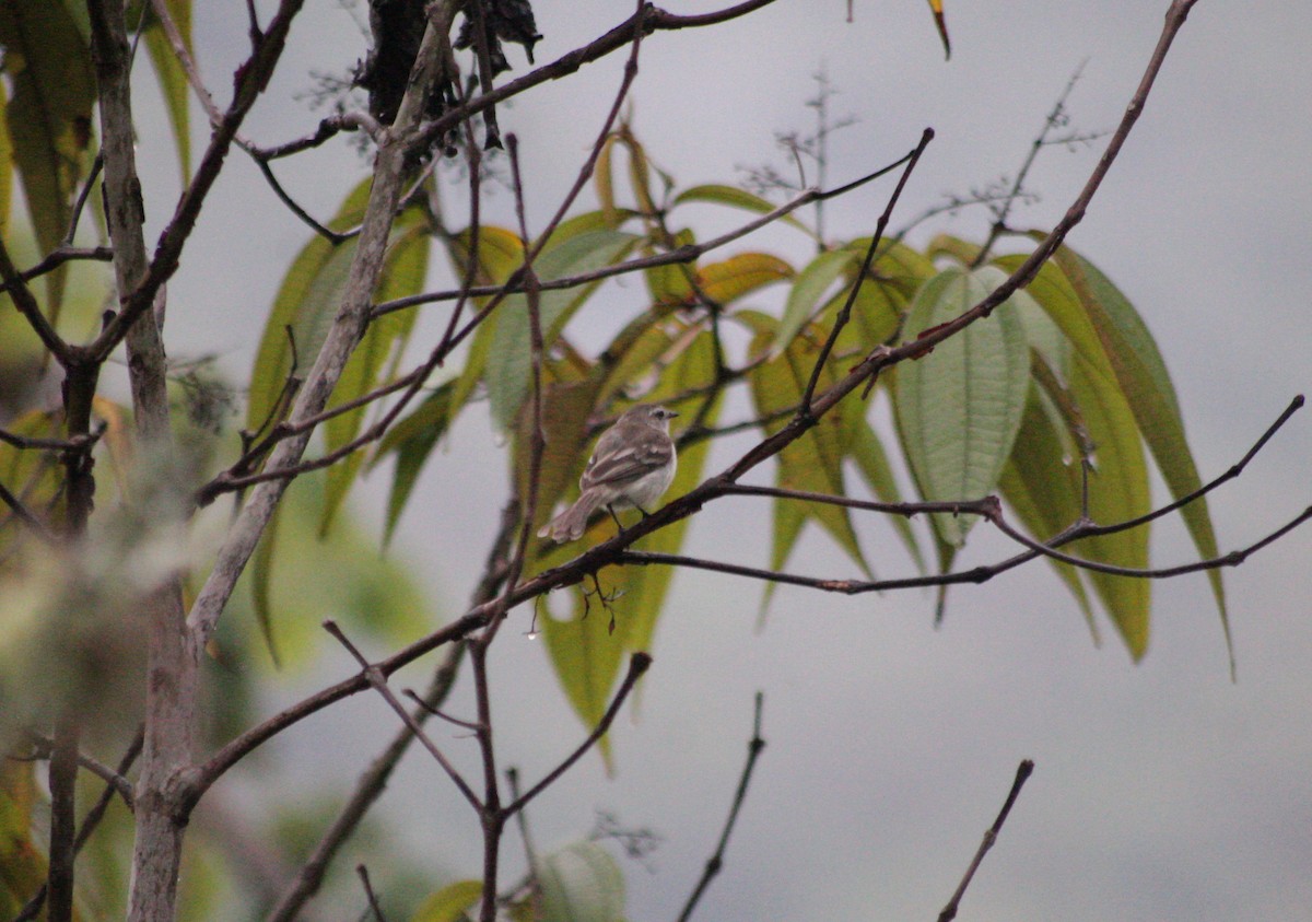 Mouse-colored Tyrannulet (Northern) - ML638752808