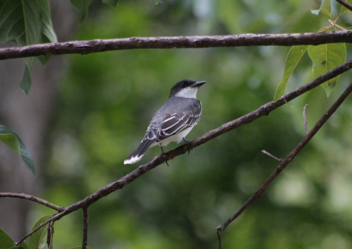 Eastern Kingbird - ML638752826