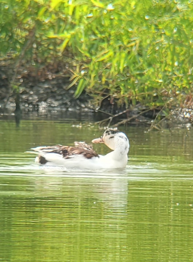 Muscovy Duck (Domestic type) - ML638752836