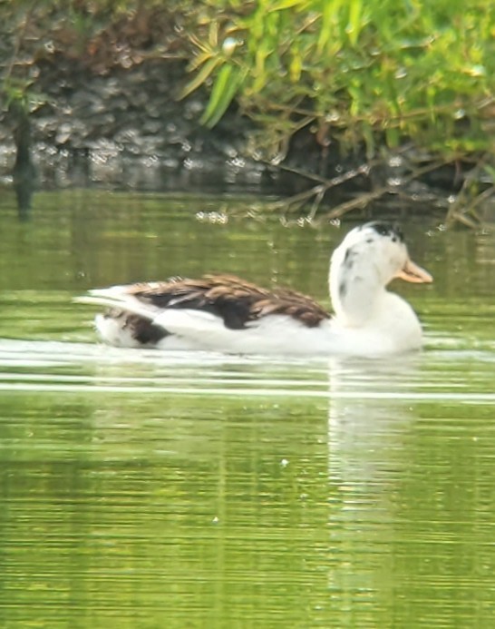 Muscovy Duck (Domestic type) - ML638752837