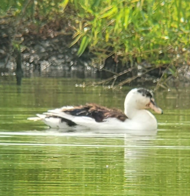 Muscovy Duck (Domestic type) - ML638752838
