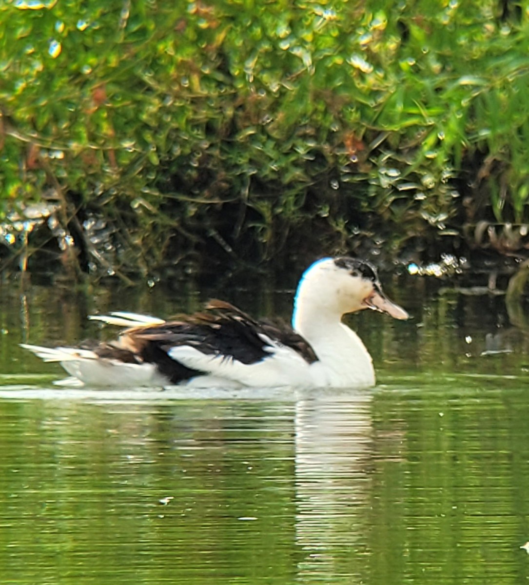 Muscovy Duck (Domestic type) - ML638752839