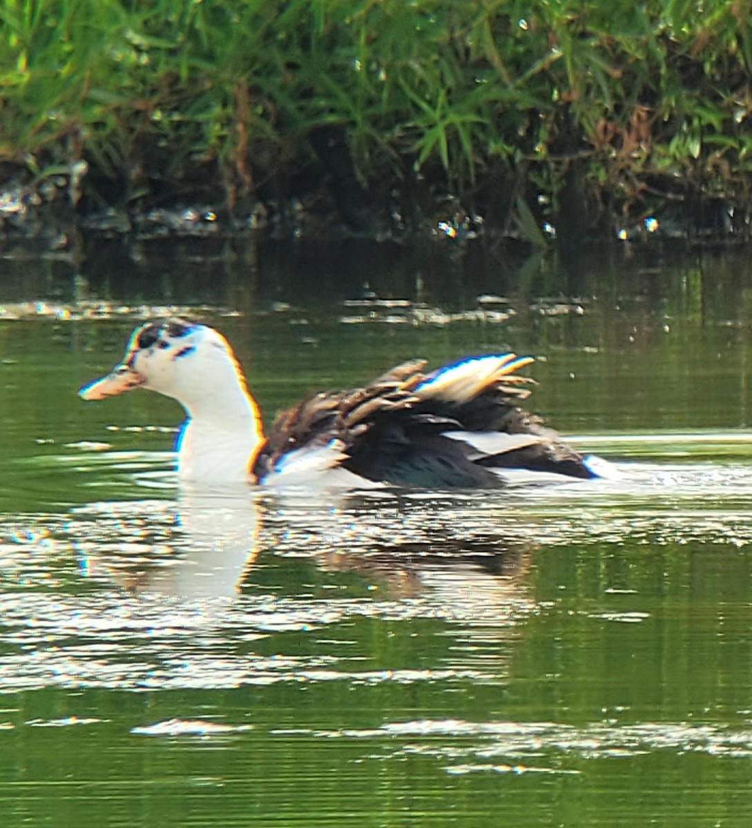 Muscovy Duck (Domestic type) - ML638752840