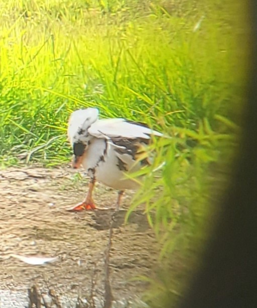 Muscovy Duck (Domestic type) - ML638752841