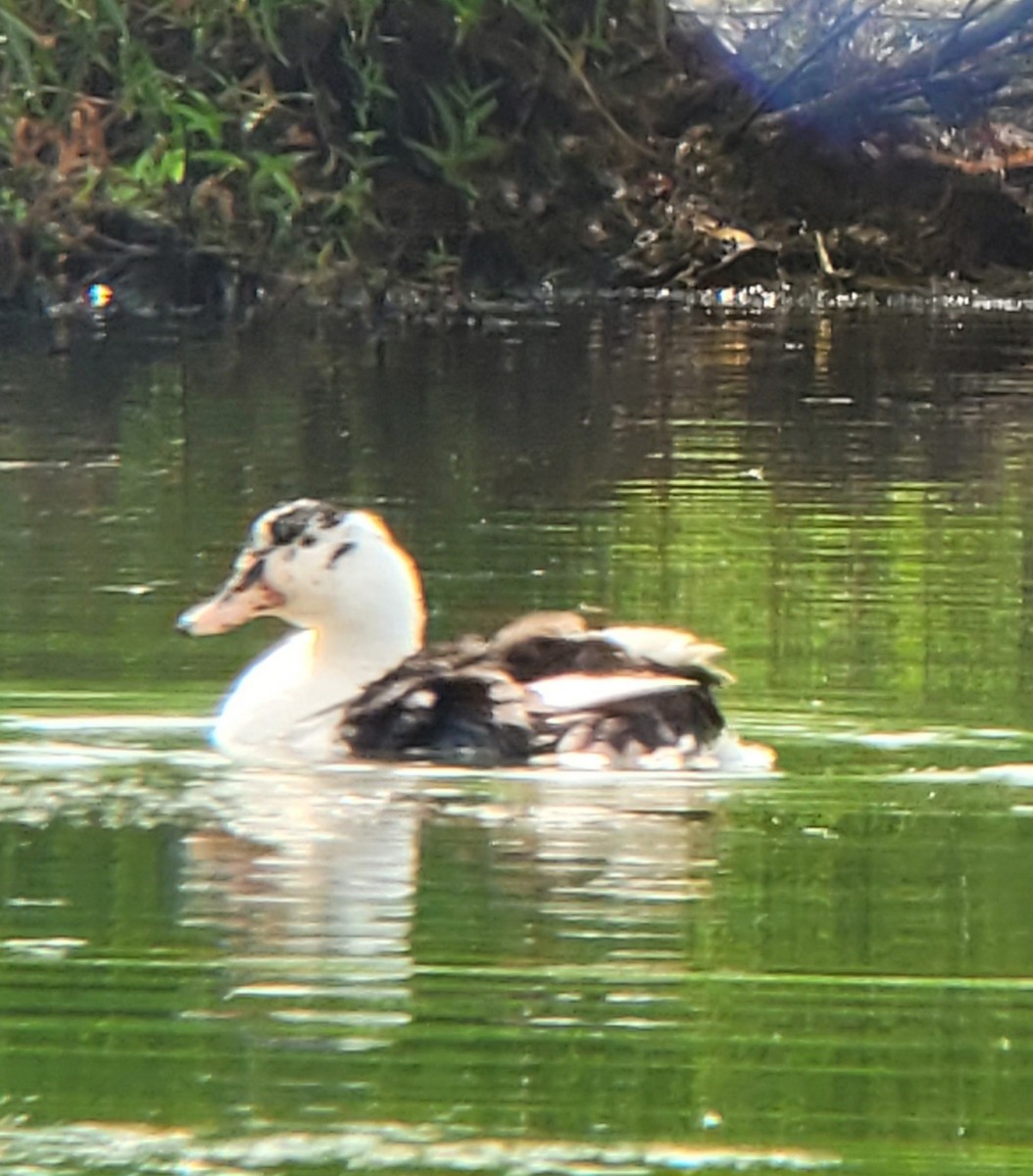 Muscovy Duck (Domestic type) - ML638752842