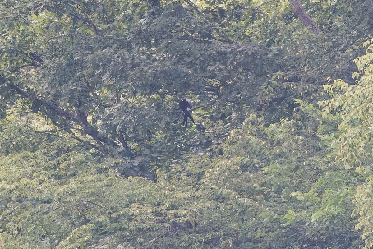 Swallow-tailed Kite - ML638752844