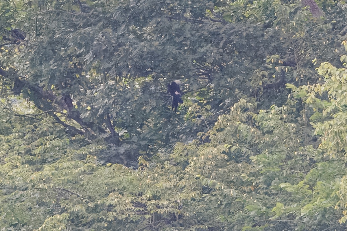 Swallow-tailed Kite - ML638752845