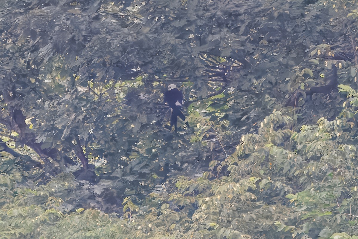 Swallow-tailed Kite - ML638752846