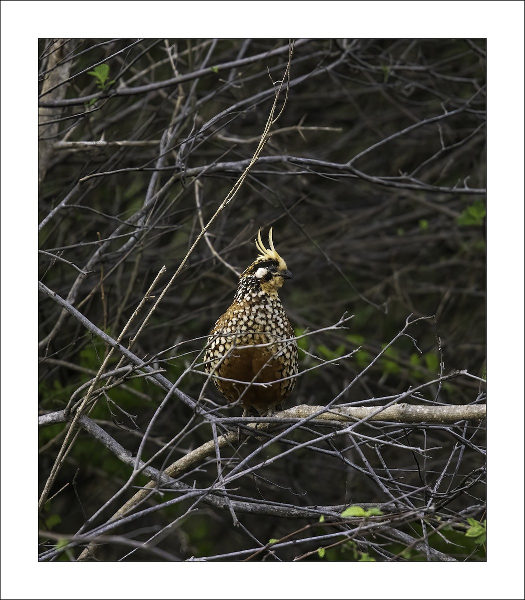 カンムリコリン - ML638752848