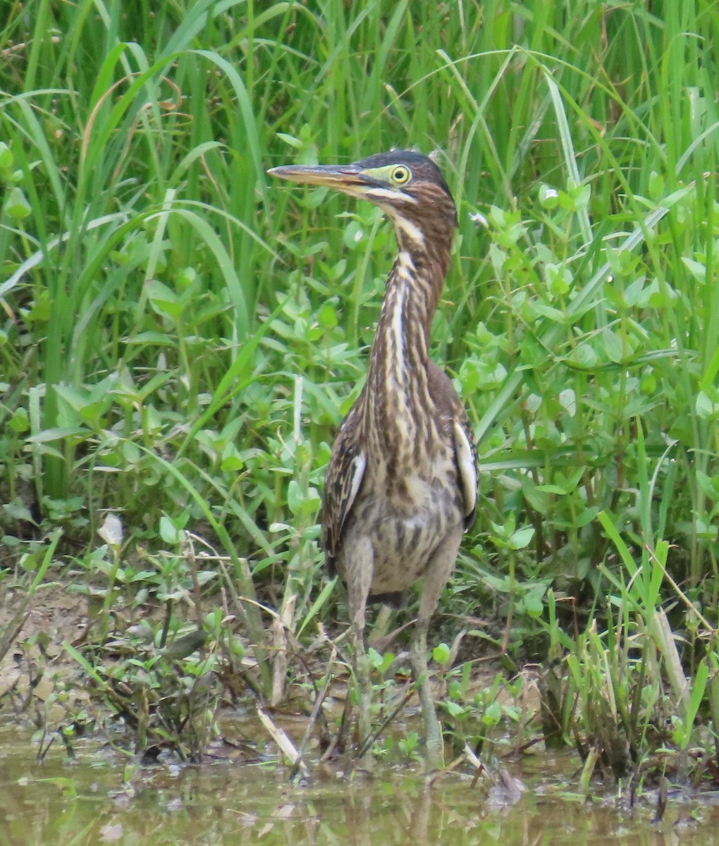 Green Heron - ML638752855