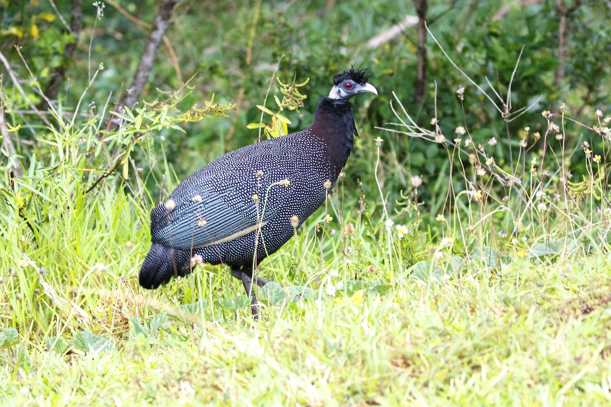 Southern Crested Guineafowl - ML638752885