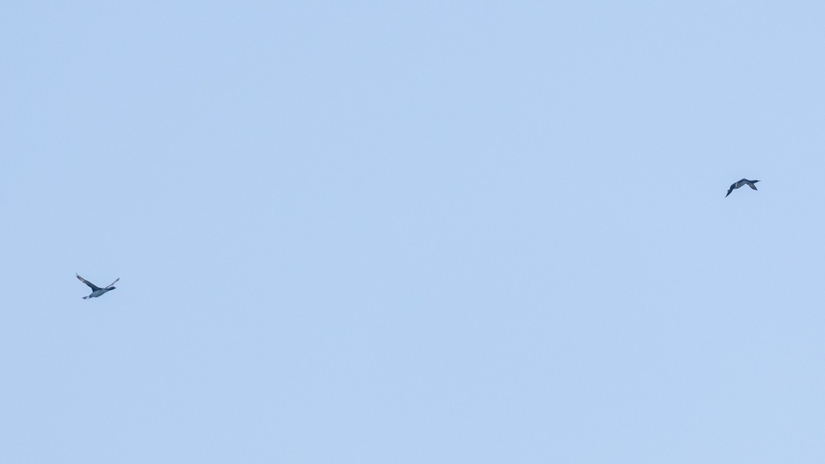 Red-throated Loon - ML638752886