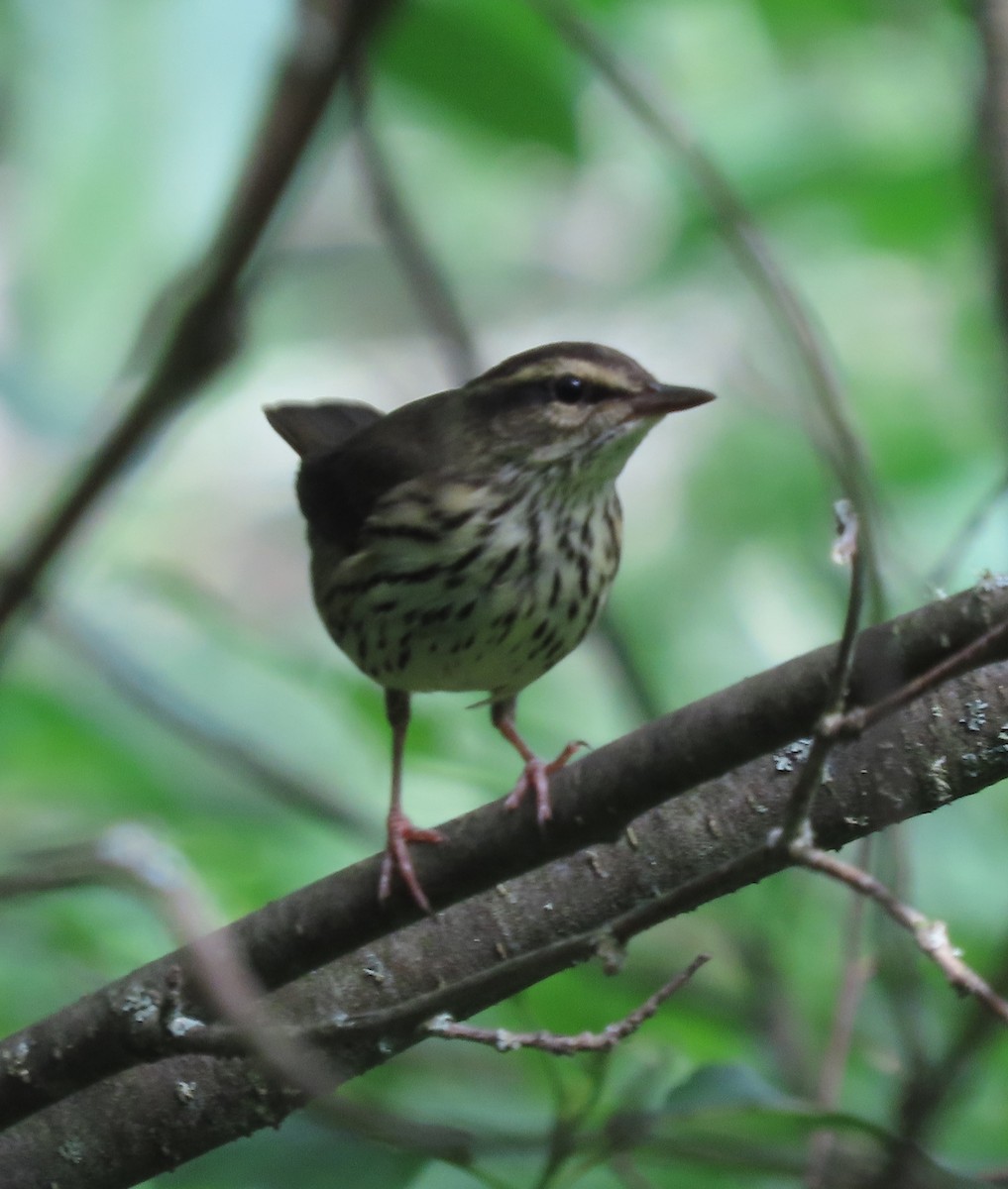 Northern Waterthrush - ML638752895