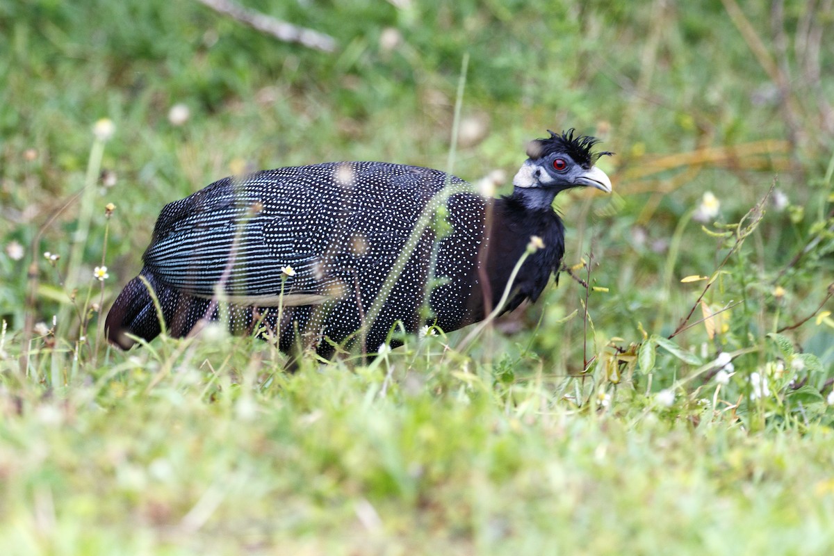 Southern Crested Guineafowl - ML638752899