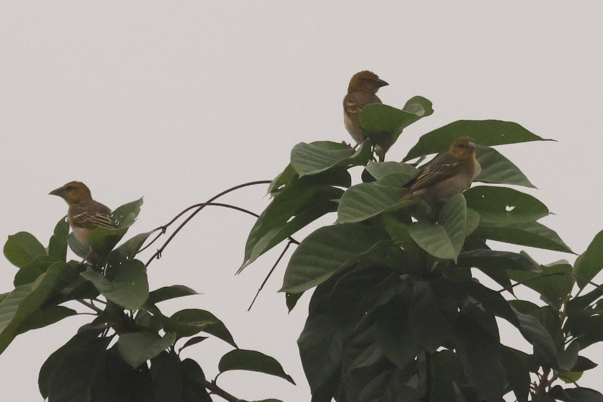 Village Weaver - ML638752905