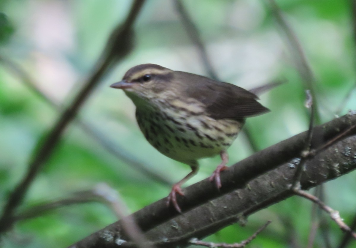 Northern Waterthrush - ML638752907