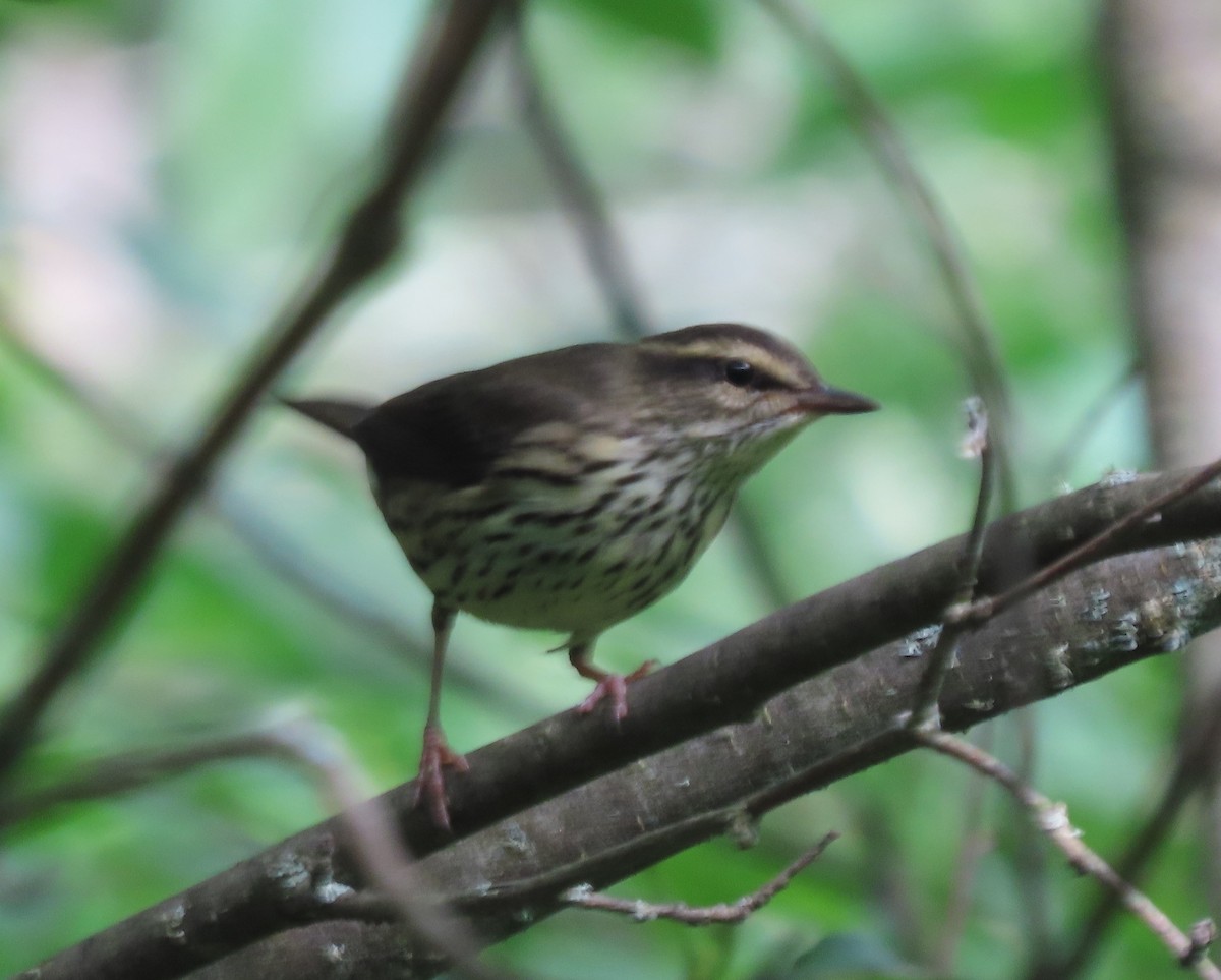 Northern Waterthrush - ML638752923