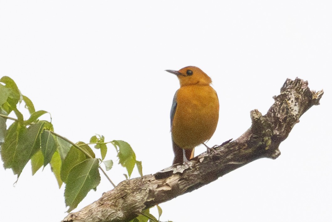 Red-capped Robin-Chat - ML638752924