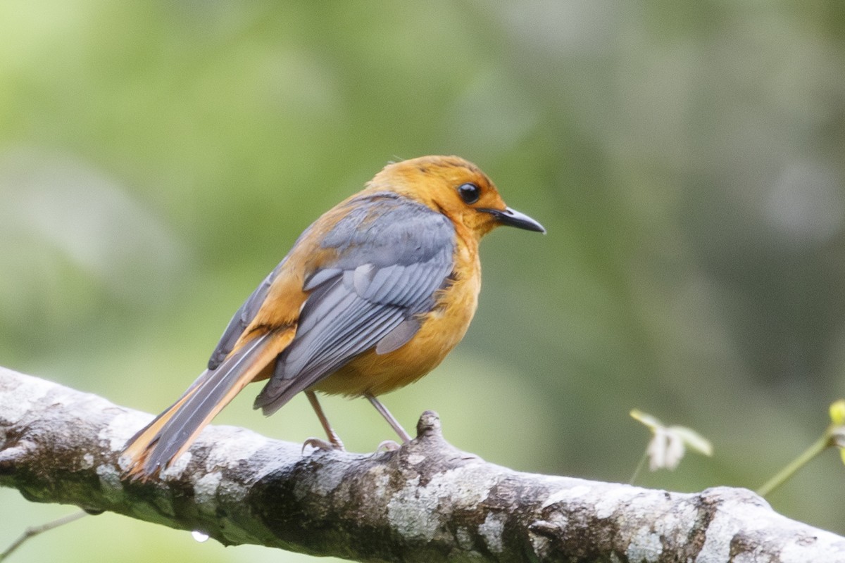 Red-capped Robin-Chat - ML638752931