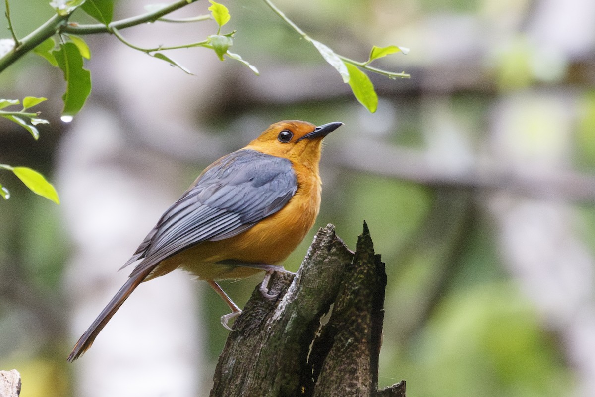 Red-capped Robin-Chat - ML638752933