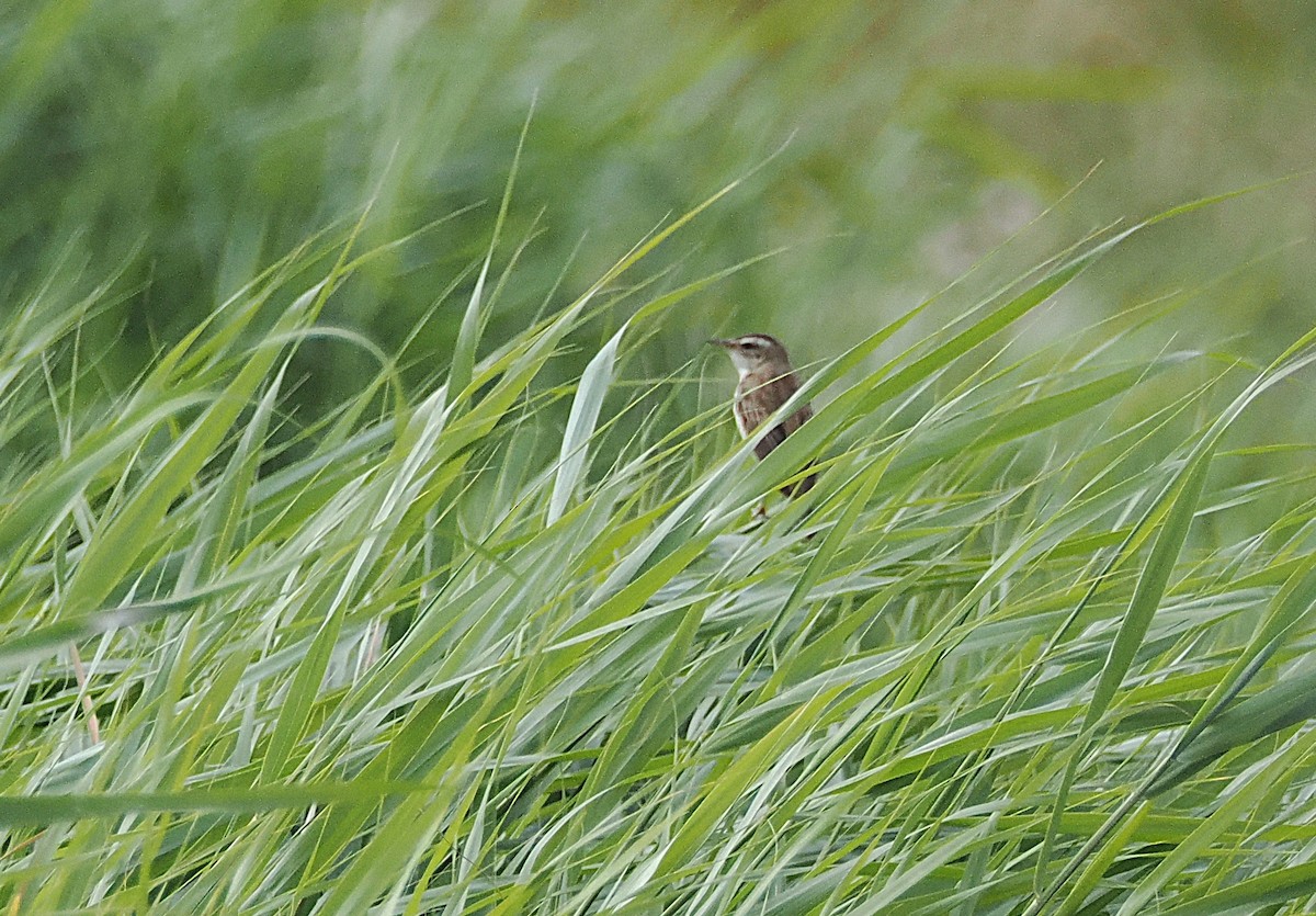 スゲヨシキリ - ML638752946