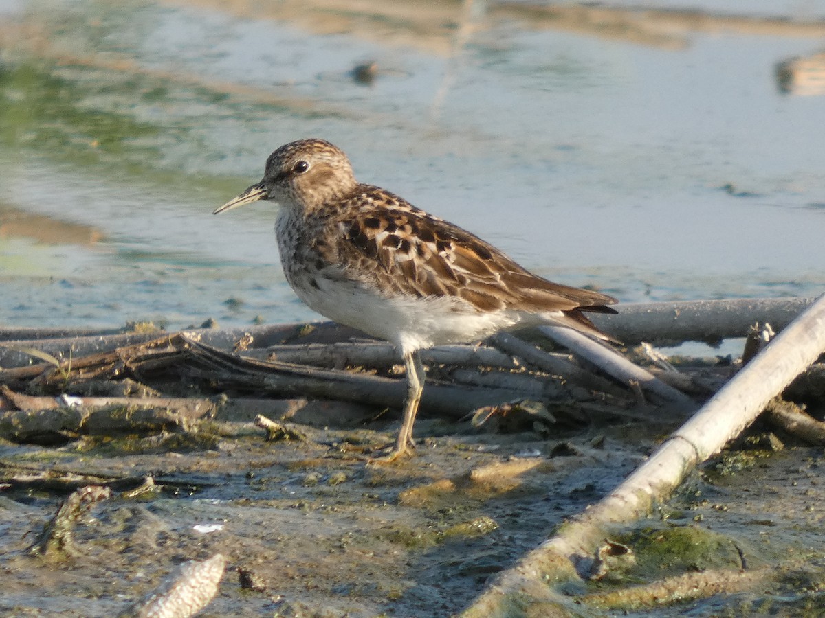 Least Sandpiper - ML638752958
