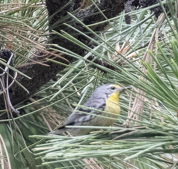 Grace's Warbler - ML638752994