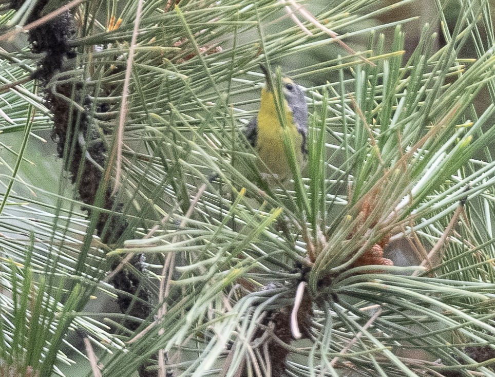 Grace's Warbler - ML638752995