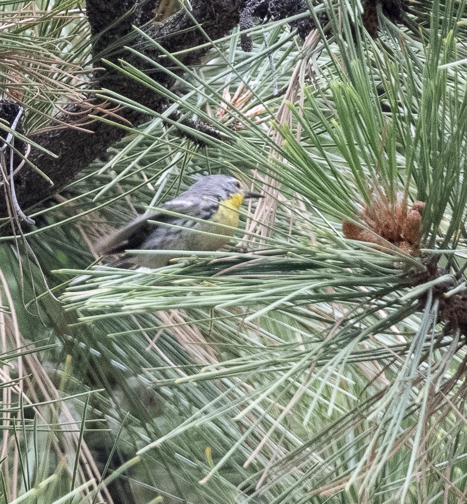 Grace's Warbler - ML638752996