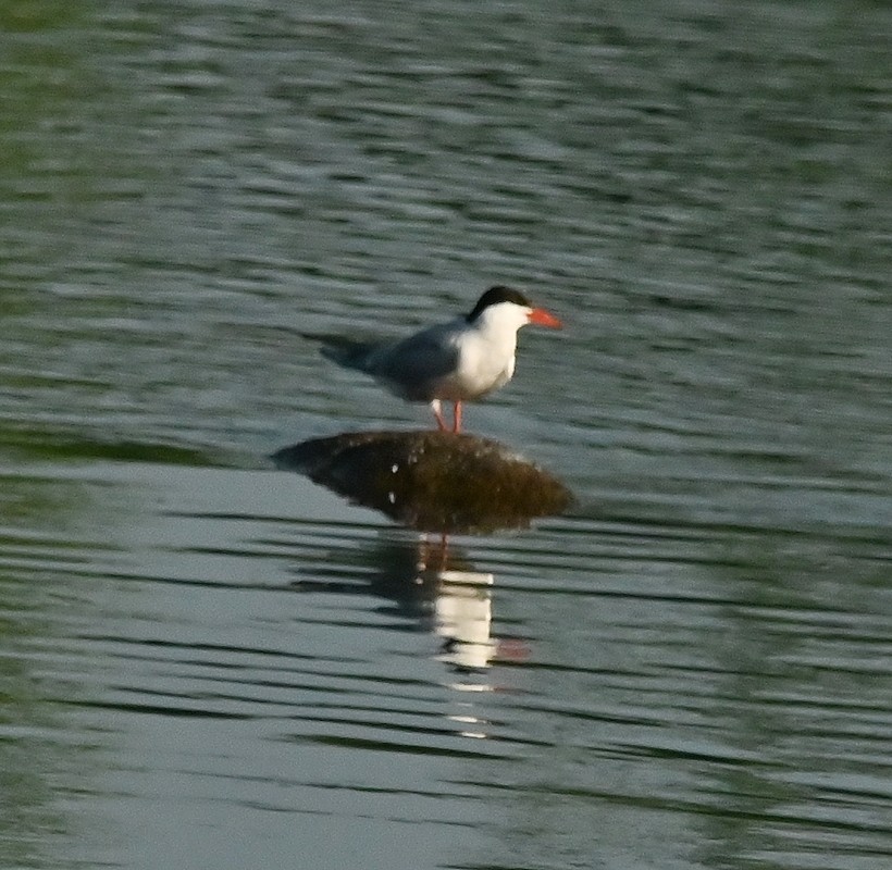 rybák obecný - ML638752997
