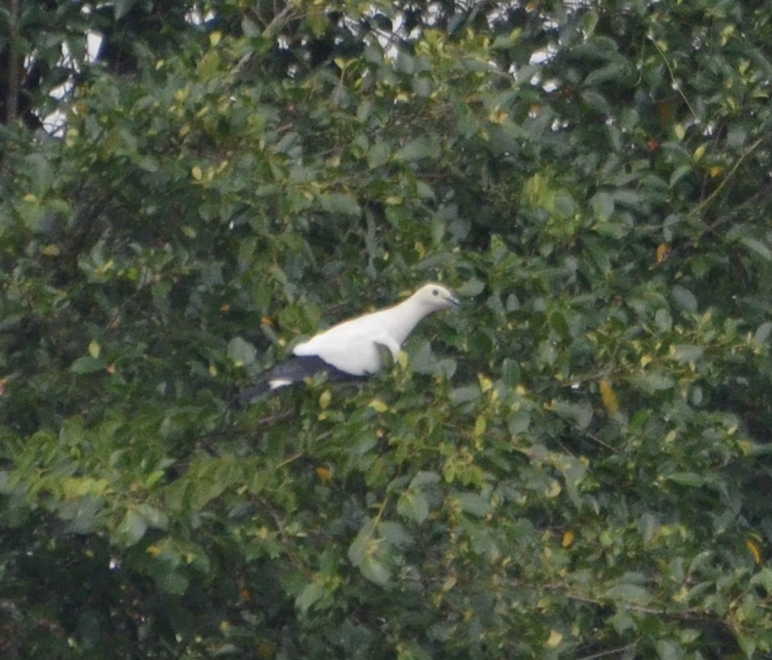 holub dvoubarvý - ML638752998
