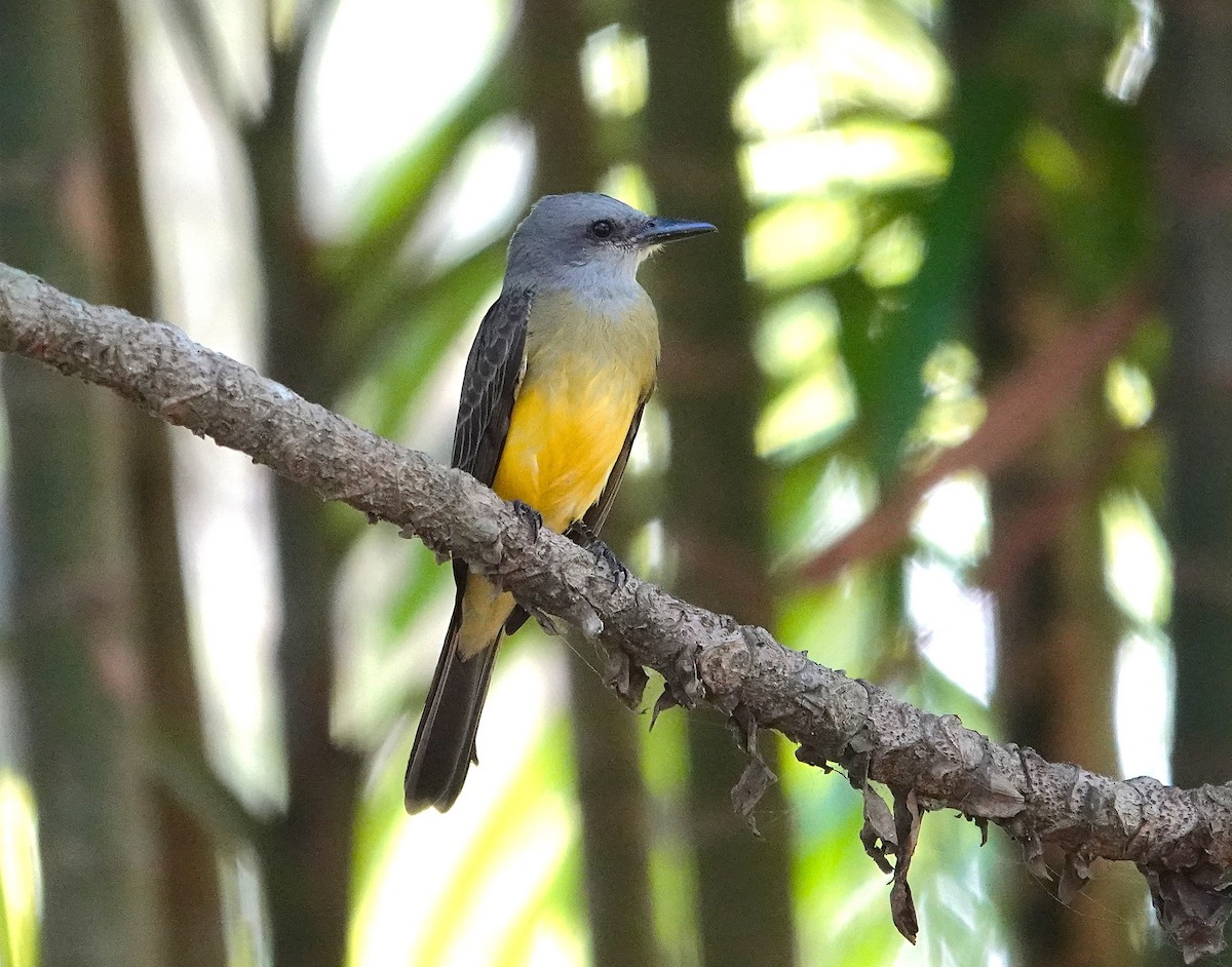 Tropical Kingbird - ML638753003