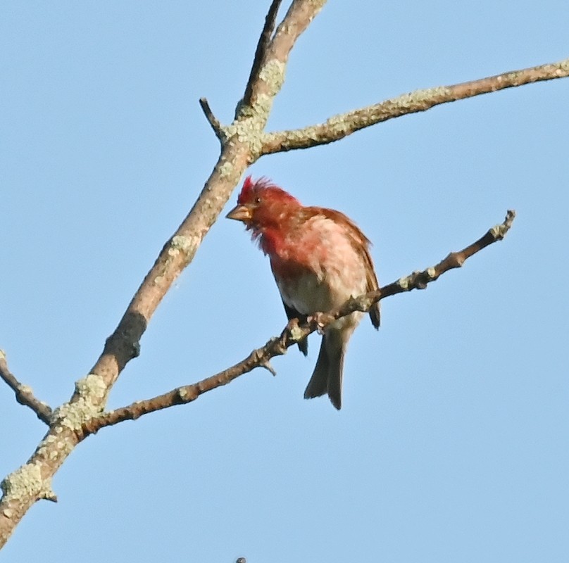 Purple Finch - ML638753006
