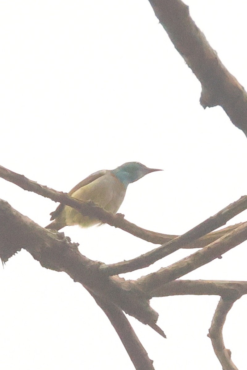 Gray-chinned Sunbird - ML638753016