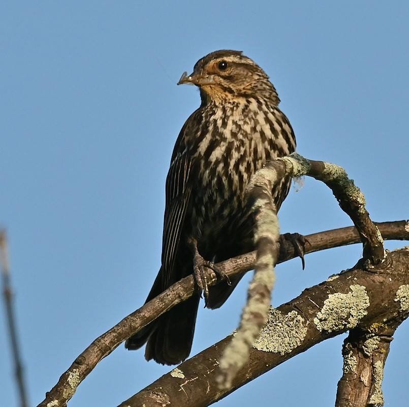 vlhovec červenokřídlý - ML638753019