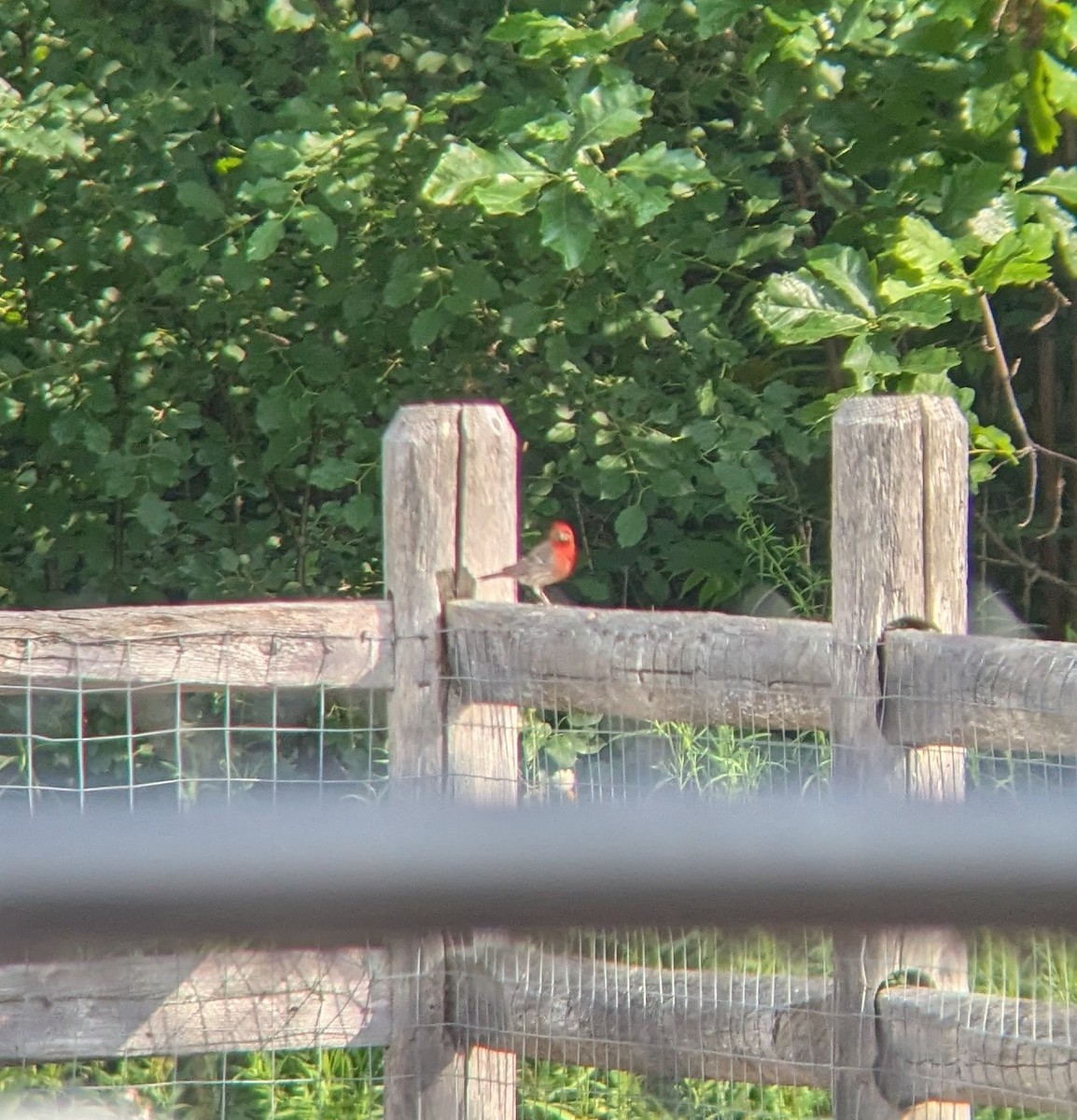 House Finch - ML638753024