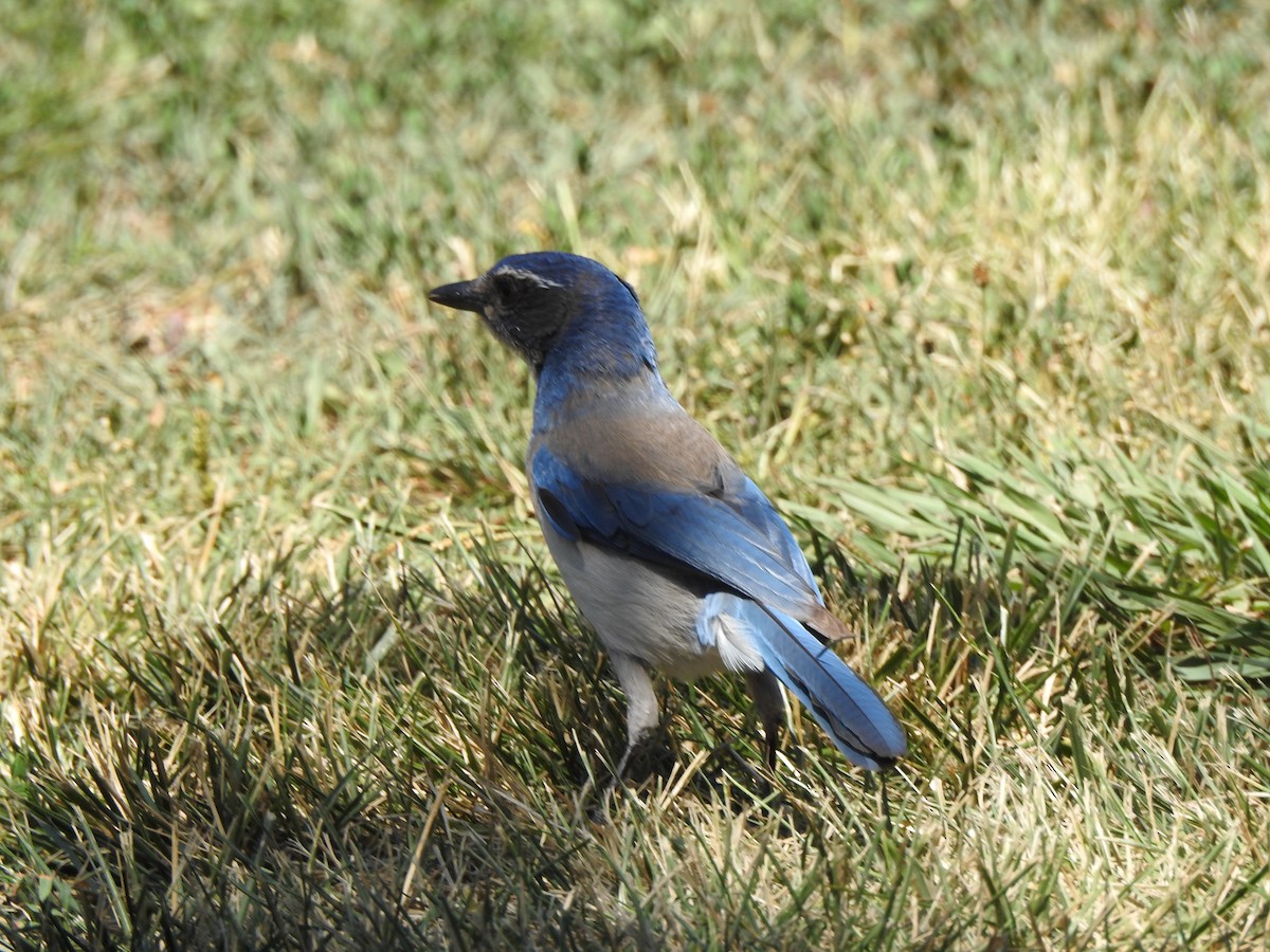 California Scrub-Jay - ML638753032